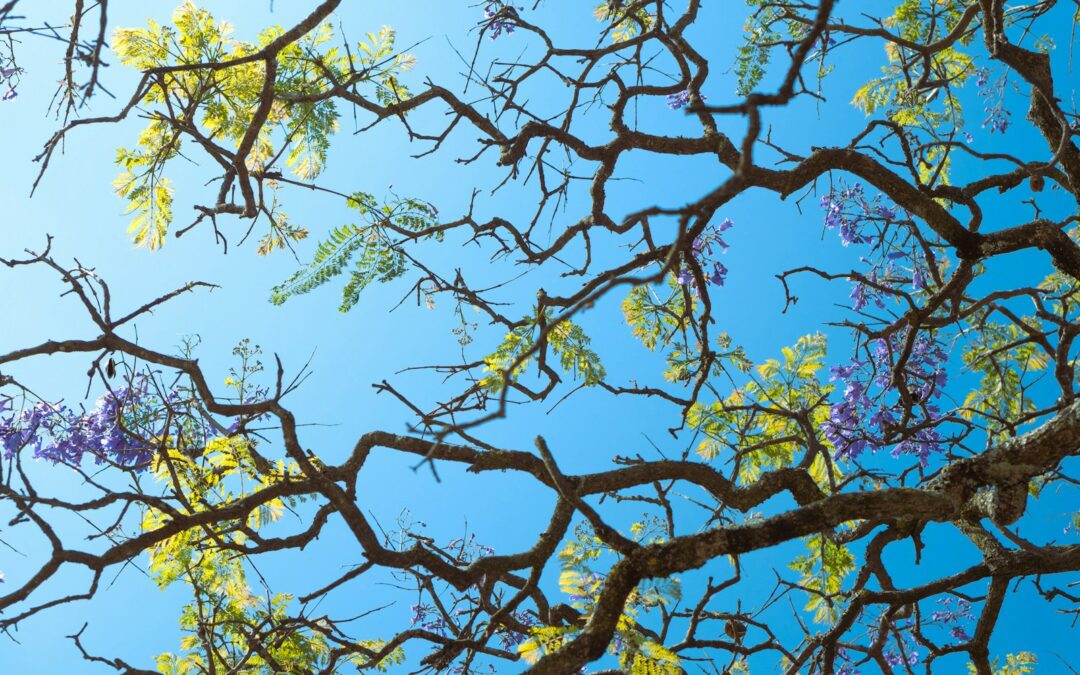 the branches of a tree with purple flowers against a blue sky