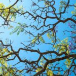 the branches of a tree with purple flowers against a blue sky